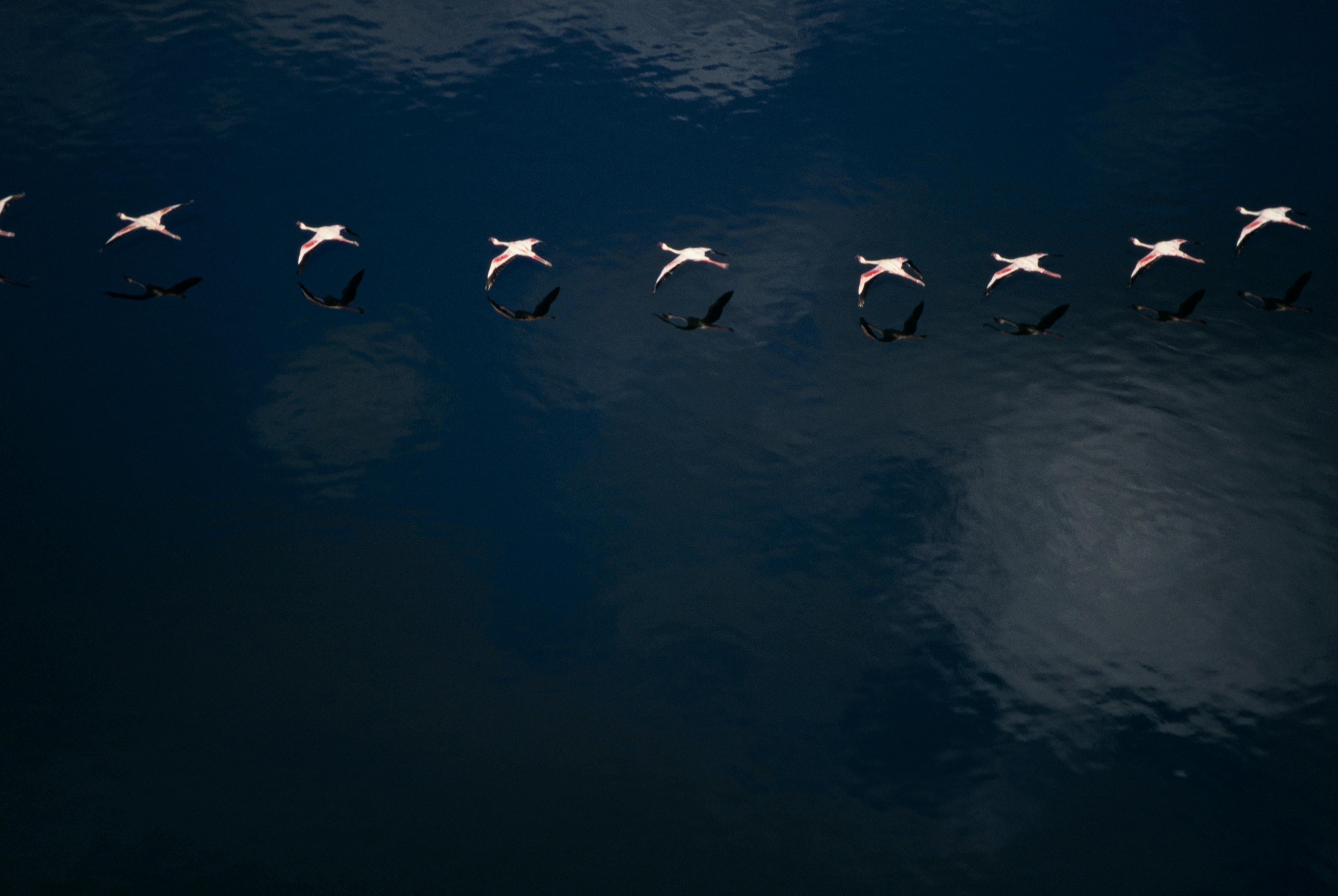 een groep flamingo's vliegend over diepblauw water
